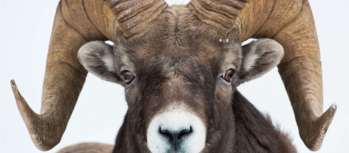 ram1