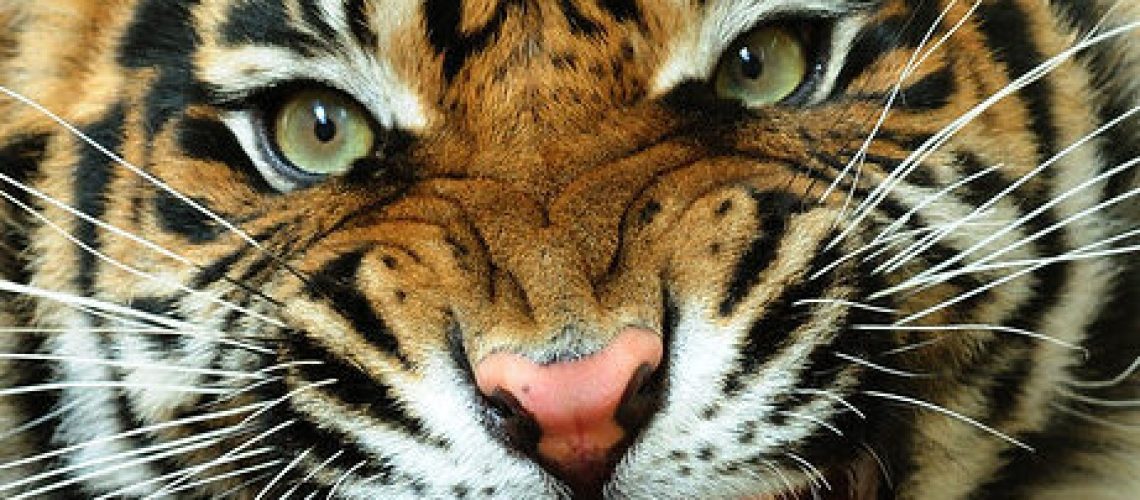 tiger